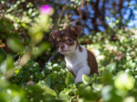 A Chihuahua puppy sits contemplatively in a natural setting, surrounded by dense foliage and dappled sunlight, evoking a sense of tranquility.