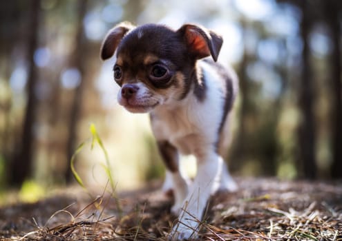 A Chihuahua puppy appears pensive as it takes in the sights and sounds of a peaceful woodland.