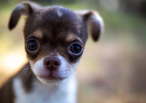 A small brown and white Chihuahua puppy looks curiously ahead, navigating through the forest underbrush.