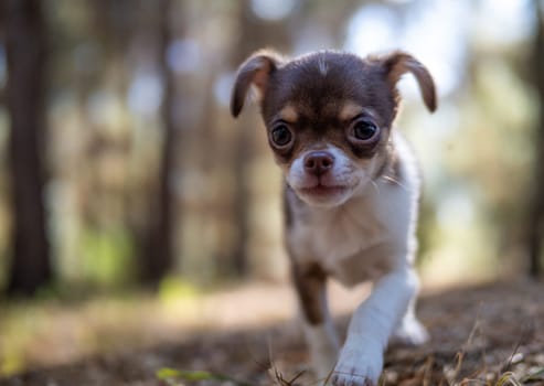 A thoughtful Chihuahua puppy gazes into the distance amidst a forest backdrop, embodying innocence and curiosity in nature.