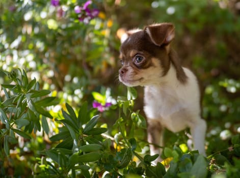 Amidst the flora of a vibrant garden, a brown and white Chihuahua puppy looks on with an innocent gaze, framed by fresh green leaves and purple flowers.