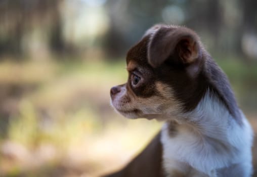 A Chihuahua puppy stands amidst a scatter of autumn leaves, its gaze reflecting the changing season.