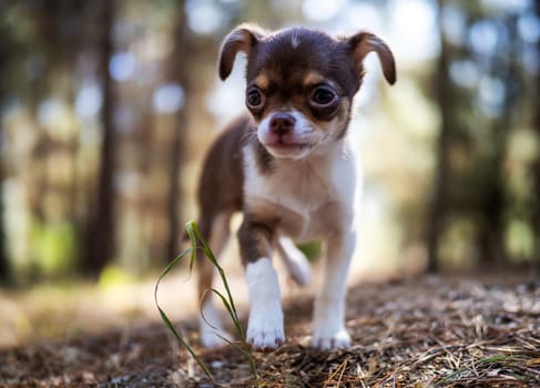 A playful Chihuahua puppy frolics among the fallen leaves, its joyful spirit matching the lively forest surroundings.