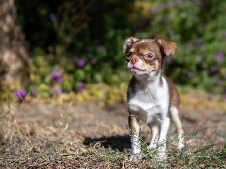 A tiny Chihuahua puppy gazes thoughtfully into the distance, standing in a garden with blurred purple flowers in the background
