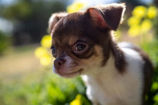 A Chihuahua puppy looks up with innocent eyes surrounded by vibrant greenery, merging with nature s beauty.