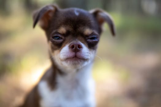 A tiny Chihuahua puppy with expressive eyes ventures through a sun-dappled forest.