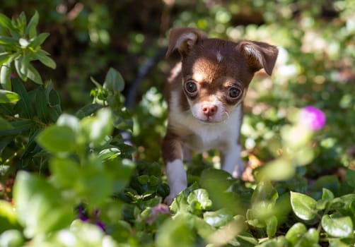 A Chihuahua puppy curiously navigates through flowering shrubs, a picture of innocence and discovery.