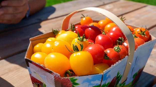 Red and yellow cherry tomatoes in basket picked up at farm. Bio tomatoes freshly picked