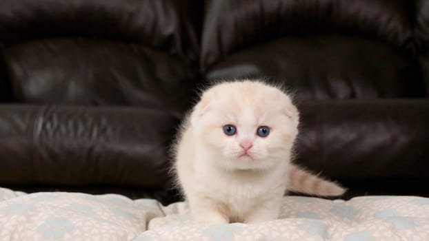 Fluffy cream Scottish fold kitten looking at camera on brown background, front view, space for text. Cute young shorthair white cat with blue eyes