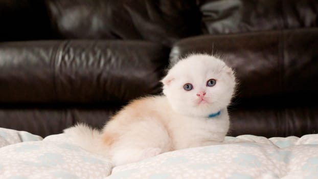 Fluffy Scottish fold cream kitten looking at camera on brown background, front view, space for text. Cute young shorthair white cat with blue eyes