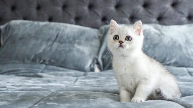 Fluffy white Scottish kitten is playing on bed, front view, space for text. Cute young British shorthair white cat with brown eyes