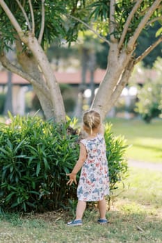 Little girl stands near a tree in a clearing and touches a green bush. Back view. High quality photo