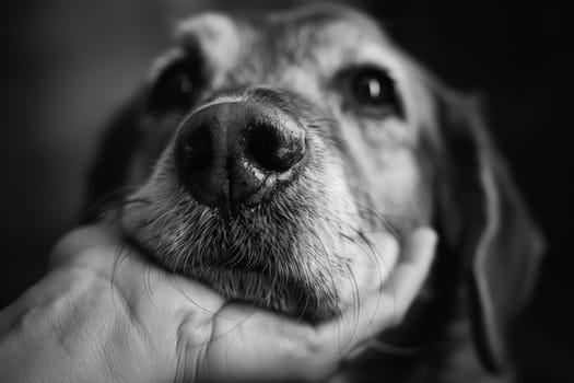Dog wallpaper, photo of a dog with a sad face and a hand holds it from under the snout.