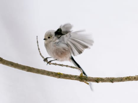 Long Tiled Tit - Aegithalos caudatus perched on twig in Winter. Long Tiled Tit with spread wings on branch. Beautiful Aegithalos caudatus flutters