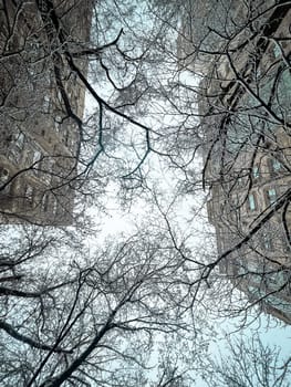 tree branches on the background of multi-storey buildings view from below.