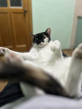 A tricolor cat lies at home at the feet of its owner.