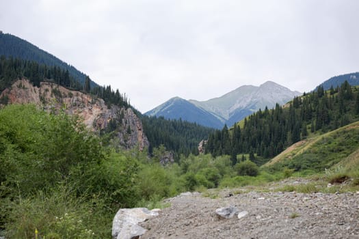 the landscape of the area at the green foot of the mountains in summer.