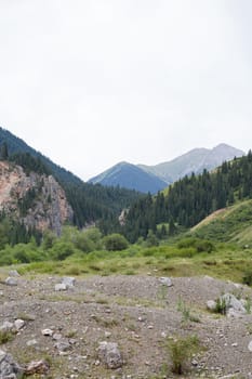 the landscape of the area at the green foot of the mountains in summer.