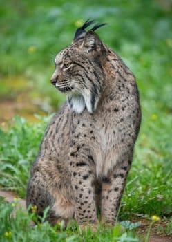 "Iberian lynx in a field, alert and showcasing its wild grace."