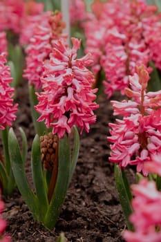 First spring flowers Large flower bed with multi-colored hyacinths, traditional easter flowers background spring in the Asparagus family. Greeting festive postcard wallpaper.