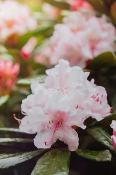 Blooming sakura flowers natural background with copy space. Delicate pink flowers on the sakura tree close up. Floral Tender greeting card design. Sakura branch