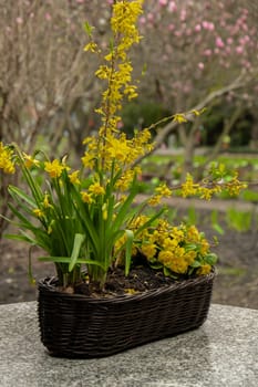 Large round stone table on beautiful terrace, patio garden. Empty Place to relax outdoor in backyard. Vintage Potted flowers. No people Cozy little back yard terrace