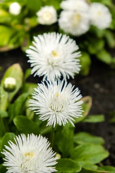 Flowerbed of beautiful white flowers on green lawn background. Group of delicate flowers in the period of active flowering in spring. Romantic natural background for all vivid moments of life background. Springtime season countryside