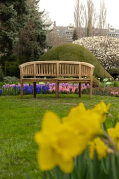 Wooden bench in garden around Yellow narcissus. Spring Nature background with Flowers, selective focus. Outdoor active time