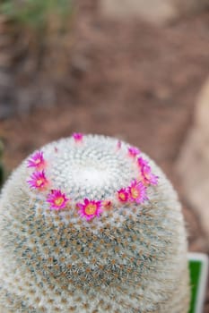 Pink flower cactus. Cactus Echinopsis. Botanic garden. Big Cactus Flower. Succulents Blooms. Close view of a colorful claretcup hedgehog cactus