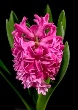 Beautiful blooming Pink Hyacinth flower on a black background. Flower head close-up.