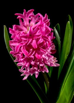 Beautiful blooming Pink Hyacinth flower on a black background. Flower head close-up.