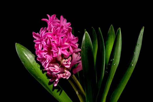 Beautiful blooming Pink Hyacinth flower on a black background. Flower head close-up.