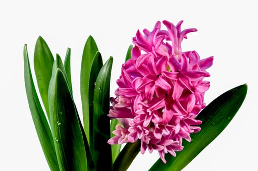 Beautiful blooming Pink Hyacinth flower isolated on a white background. Flower head close-up.