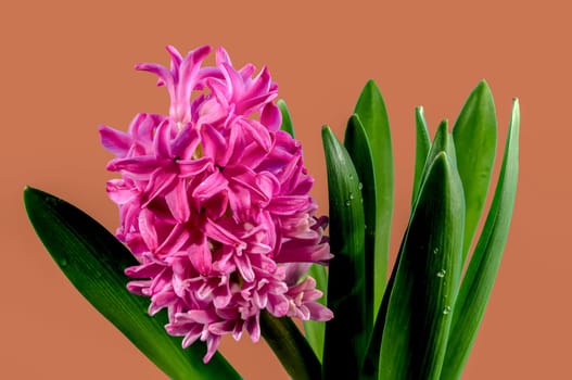 Beautiful blooming Pink Hyacinth flower on a peach color background. Flower head close-up.