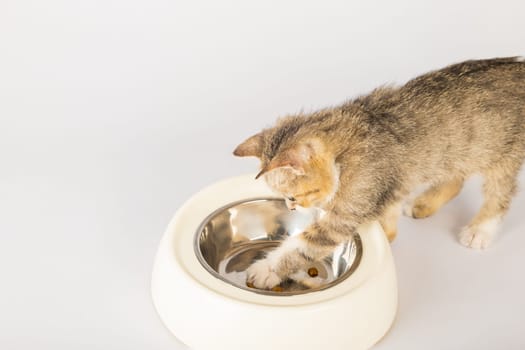 A charming tabby cat isolated on a white background is seen sitting next to a food bowl on the floor eagerly eating its meal. The cat's small tongue and curious eye add to the adorable portrait.