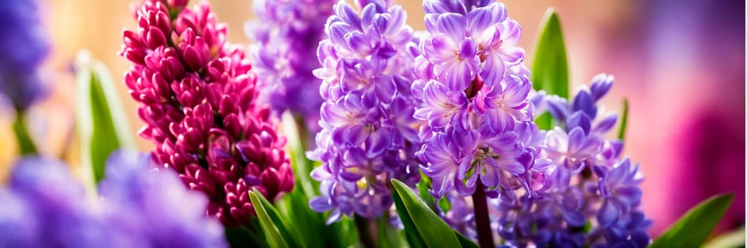 beautiful multi-colored hyacinths spring. Selective focus. nature.