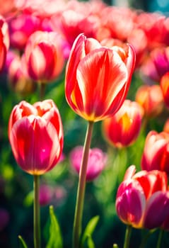 multi-colored tulips bloom in the park. Selective focus. nature.