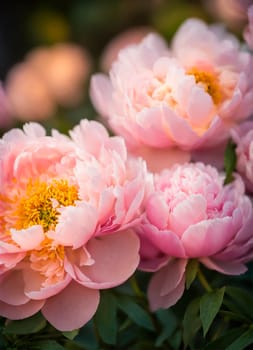 multi-colored peonies bloom in the park. Selective focus. nature.