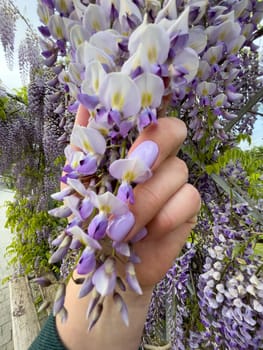 Blooming Wisteria Sinensis with scented classic purple flowersin full bloom in hanging racemes on the wind closeup. Garden with wisteria in spring