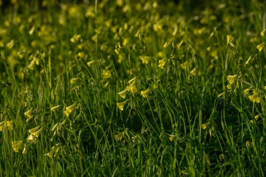 yellow wildflowers in the winter sun