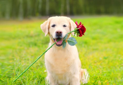 Portrait of Golden Retriever dog with flower rose in its mouth in the park