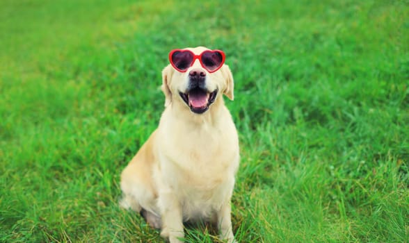 Portrait of Golden Retriever dog in red heart shaped sunglasses sitting on green grass in summer park