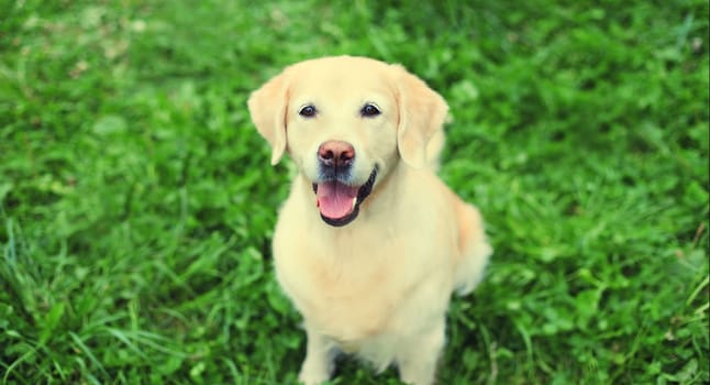 Portrait of Golden Retriever dog sitting on green grass in summer park