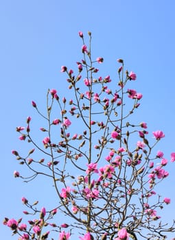 Blossoming pink magnolia tree on blue sky background.