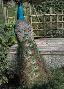 Portrait of a elegant blue Peacock on green background in a park. Showing feathers and colorful beauty, Space for text, Selective focus.