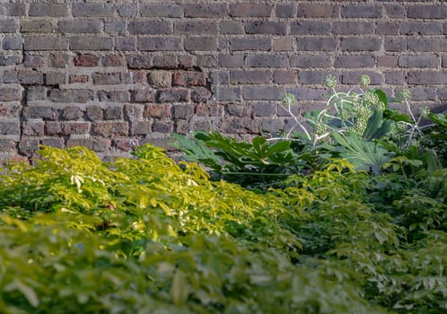 Fatsia japonica (Paper plant) or Japanese Aralia 'Spider's Web' full blossom with Brick wall background. Spherical umbels of tiny white flowers and large dark green glossy leaves, Space for text, Selective focus.