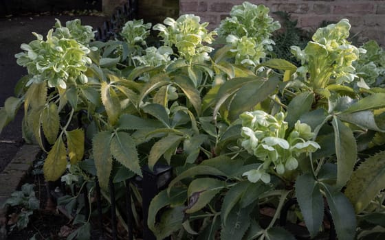 Attractive green flowers of Corsican Hellebore or argutifolius 'Silver Lace' flowering with a background of leaves in late winter and early spring, Space for text, Selective focus.