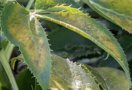 Green-yellow leaves of Corsican Hellebore or argutifolius (Silver Lace). Space for text, Selective focus.