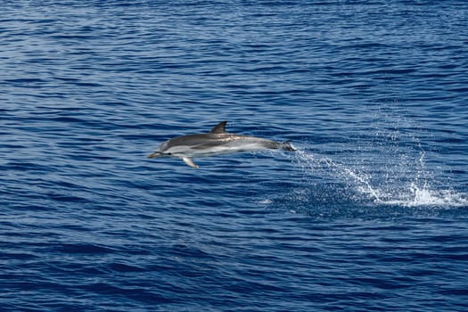 Happy striped dolphin jumping high in genoa, ligurian sea, italy