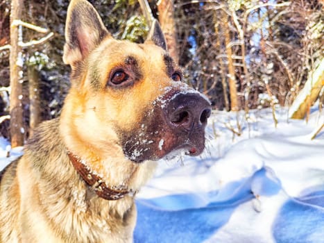 Dog German Shepherd in winter day, white snow and tree around. Waiting eastern European dog veo in park or forest